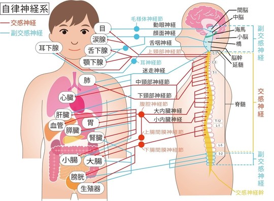 自律神経と整体の関係について - 大田区蒲田の不眠整体｜ぐっすり専門